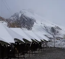 Manali